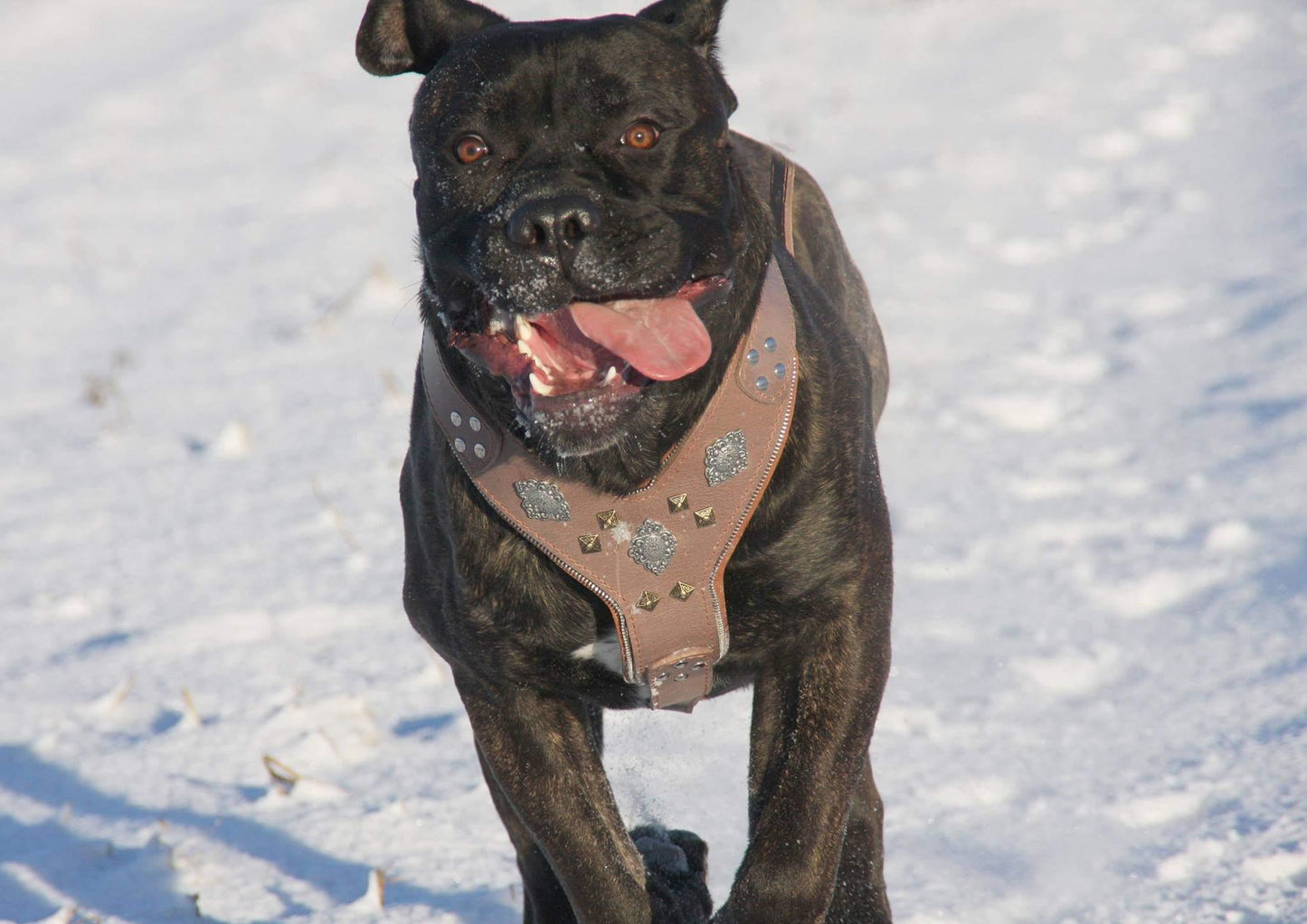 The "Aztec" Grey Harness - Tampa Home & Garden Store