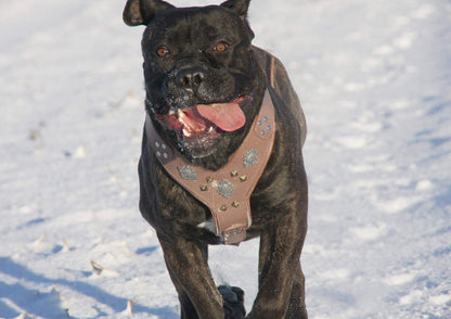 The "Aztec" Grey Harness - Tampa Home & Garden Store