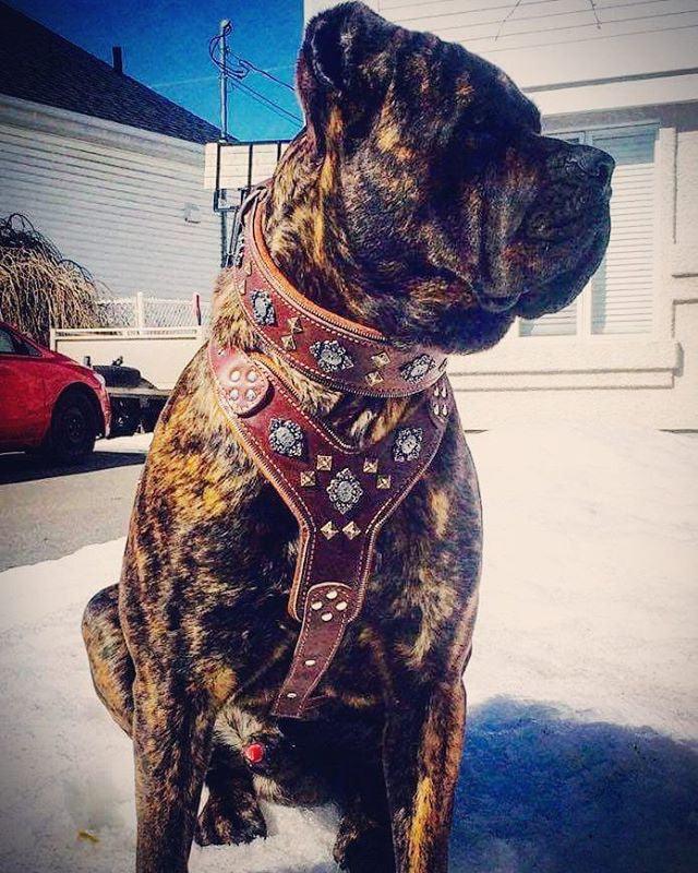 The "Aztec" big dogs harness BROWN - Tampa Home & Garden Store