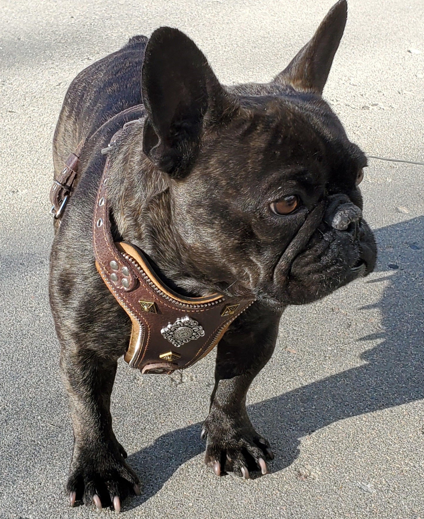 The ''Aztec'' harness Brown Small to Medium Size - Tampa Home & Garden Store