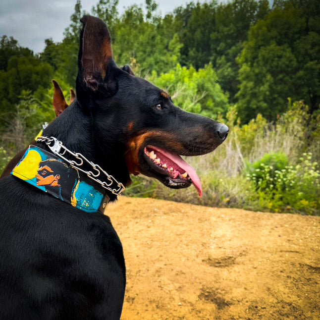 The BCW Limited Collar - Tampa Home & Garden Store