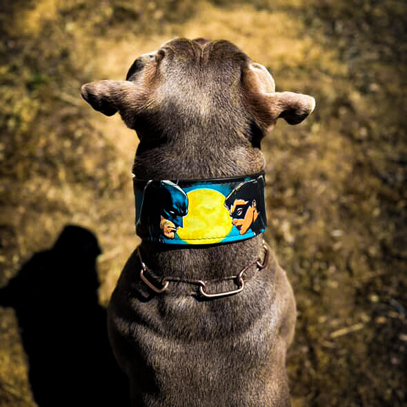 The BCW Limited Collar - Tampa Home & Garden Store