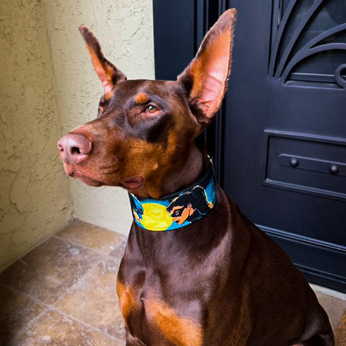 The BCW Limited Collar - Tampa Home & Garden Store