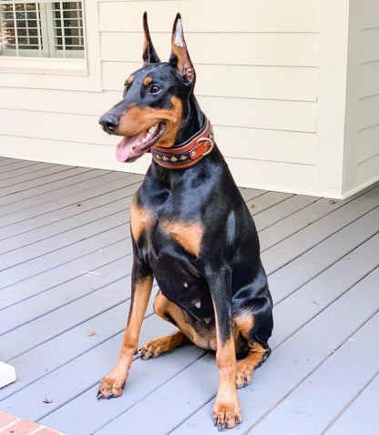 The "Balteus" brown collar - Tampa Home & Garden Store