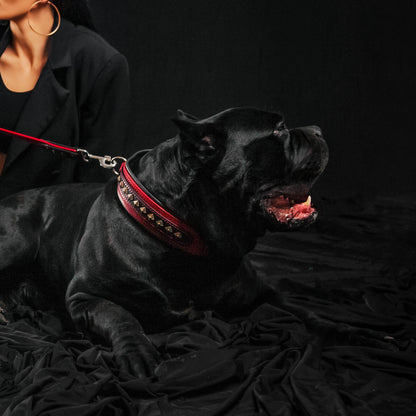 The "Balteus" red collar - Tampa Home & Garden Store