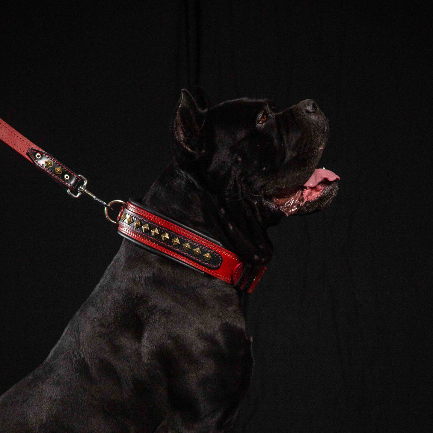 The "Balteus" red collar - Tampa Home & Garden Store