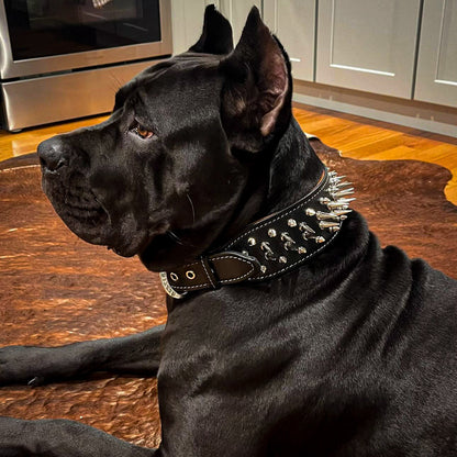 The "Big Boy" collar - Tampa Home & Garden Store