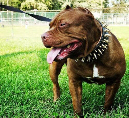 The "Big Boy" collar - Tampa Home & Garden Store