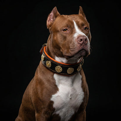 The "Bijou" collar orange - Tampa Home & Garden Store