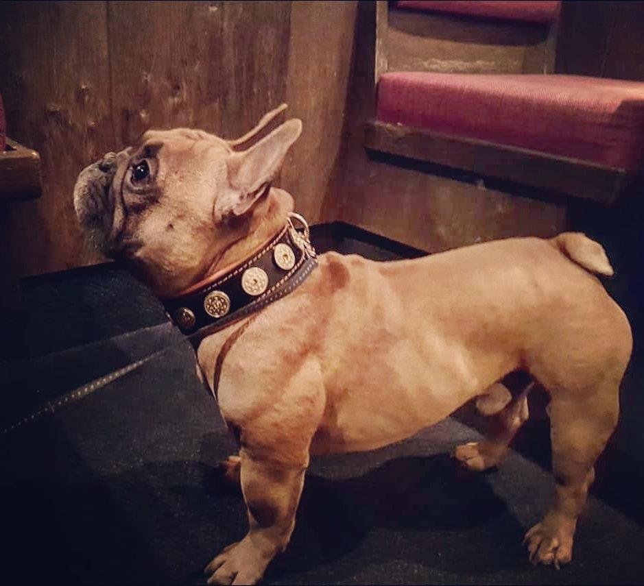 The "Bijou" collar orange - Tampa Home & Garden Store
