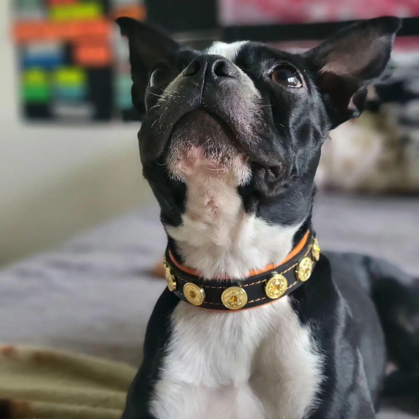 The "Bijou" handmade puppy collar - Tampa Home & Garden Store