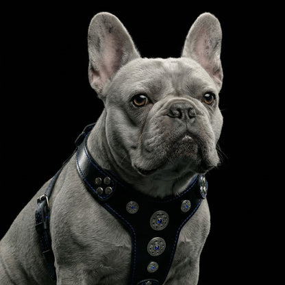 The ''Bijou'' harness Black & Blue Small to Medium Size - Tampa Home & Garden Store