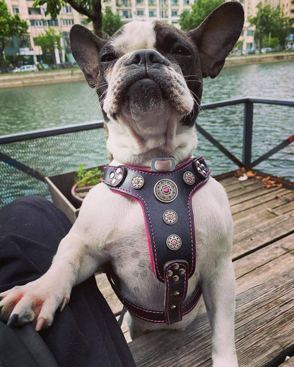 The ''Bijou'' harness Black & Pink Small to Medium Size - Tampa Home & Garden Store