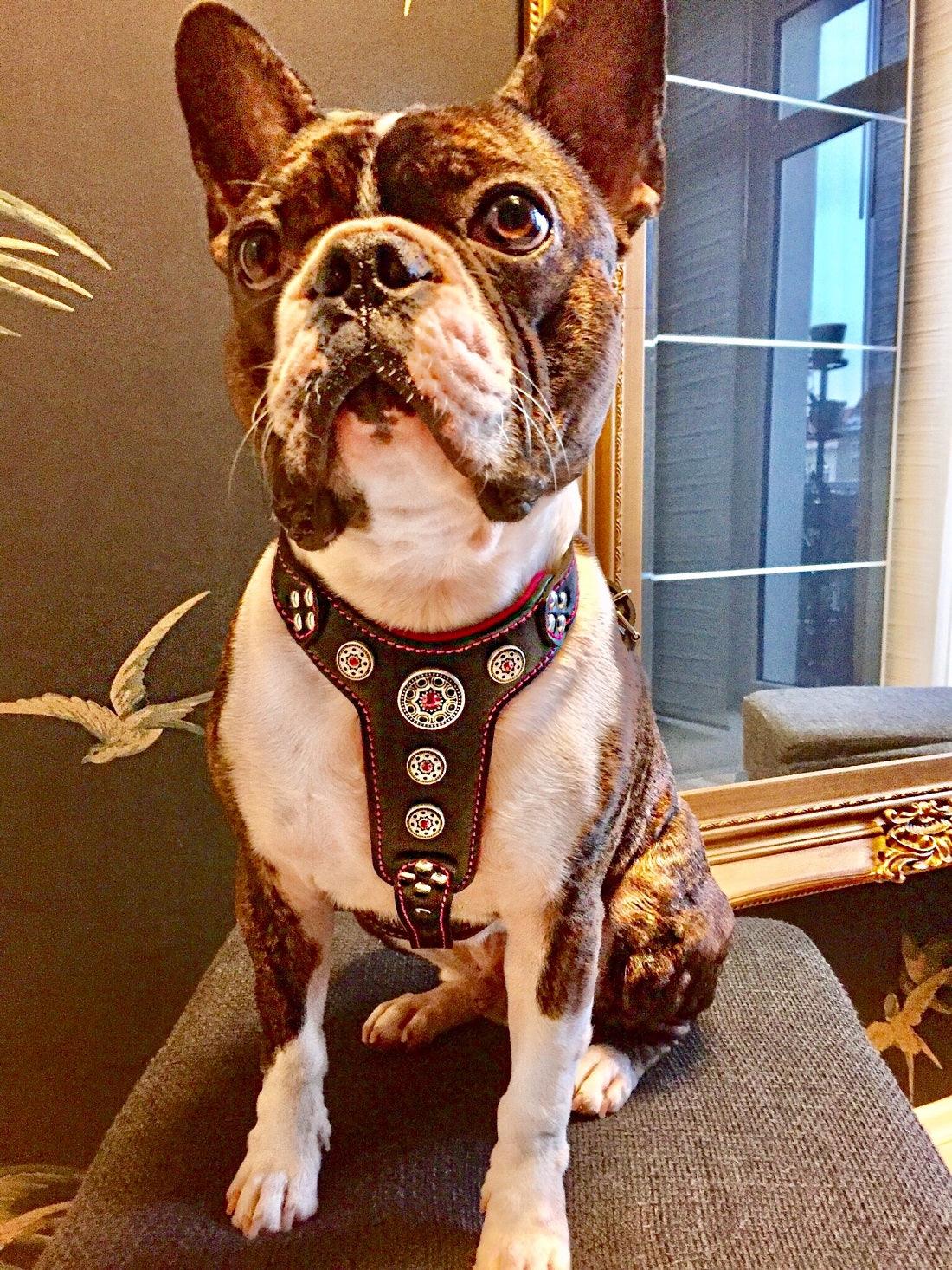 The ''Bijou'' harness Black & Pink Small to Medium Size - Tampa Home & Garden Store