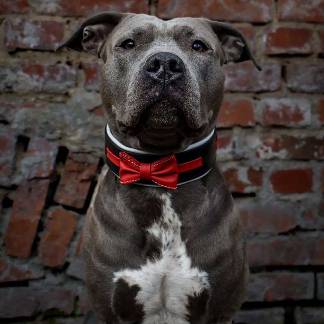 The "Bowtie" collar black - Tampa Home & Garden Store