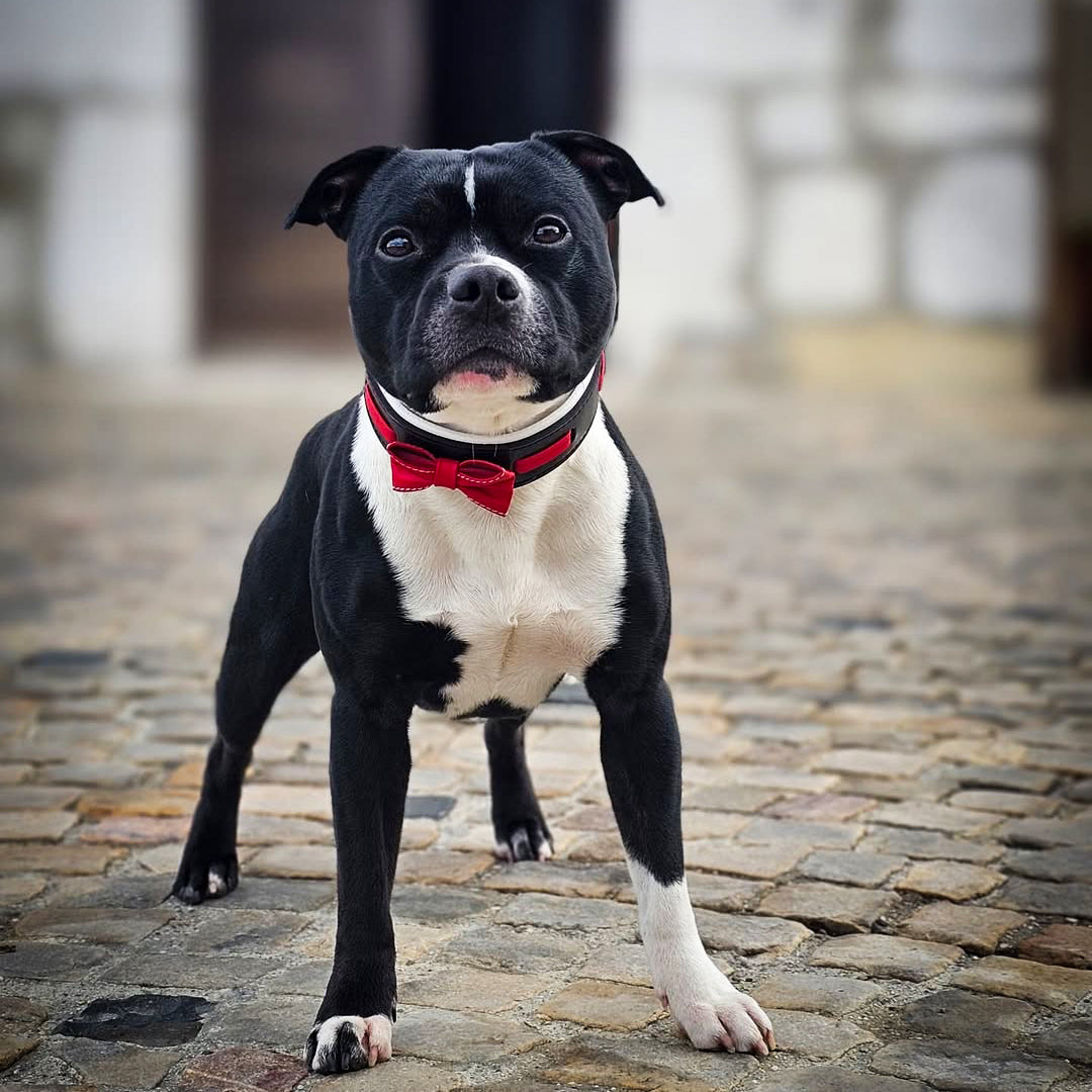 The "Bowtie" collar black - Tampa Home & Garden Store