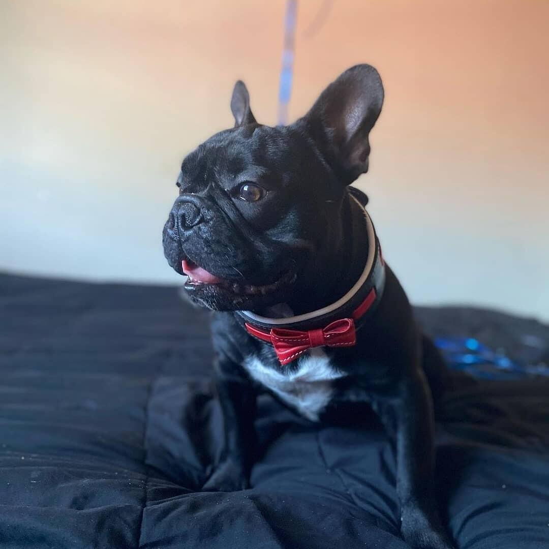The "Bowtie" collar black - Tampa Home & Garden Store