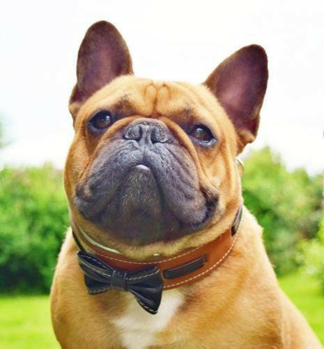 The "Bowtie" collar brown - Tampa Home & Garden Store