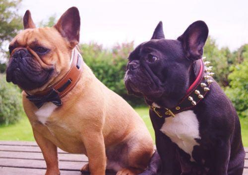 The "Bowtie" collar brown - Tampa Home & Garden Store