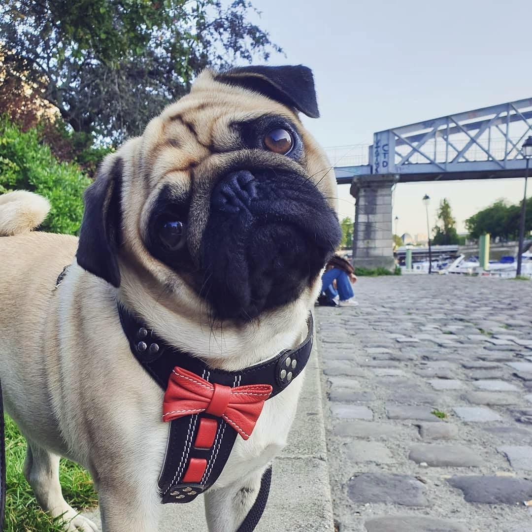 The "Bowtie" handmade leather harness black Small to Medium Size - Tampa Home & Garden Store