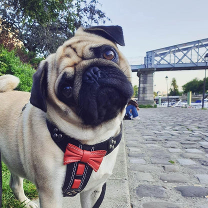 The "Bowtie" handmade leather harness black Small to Medium Size - Tampa Home & Garden Store