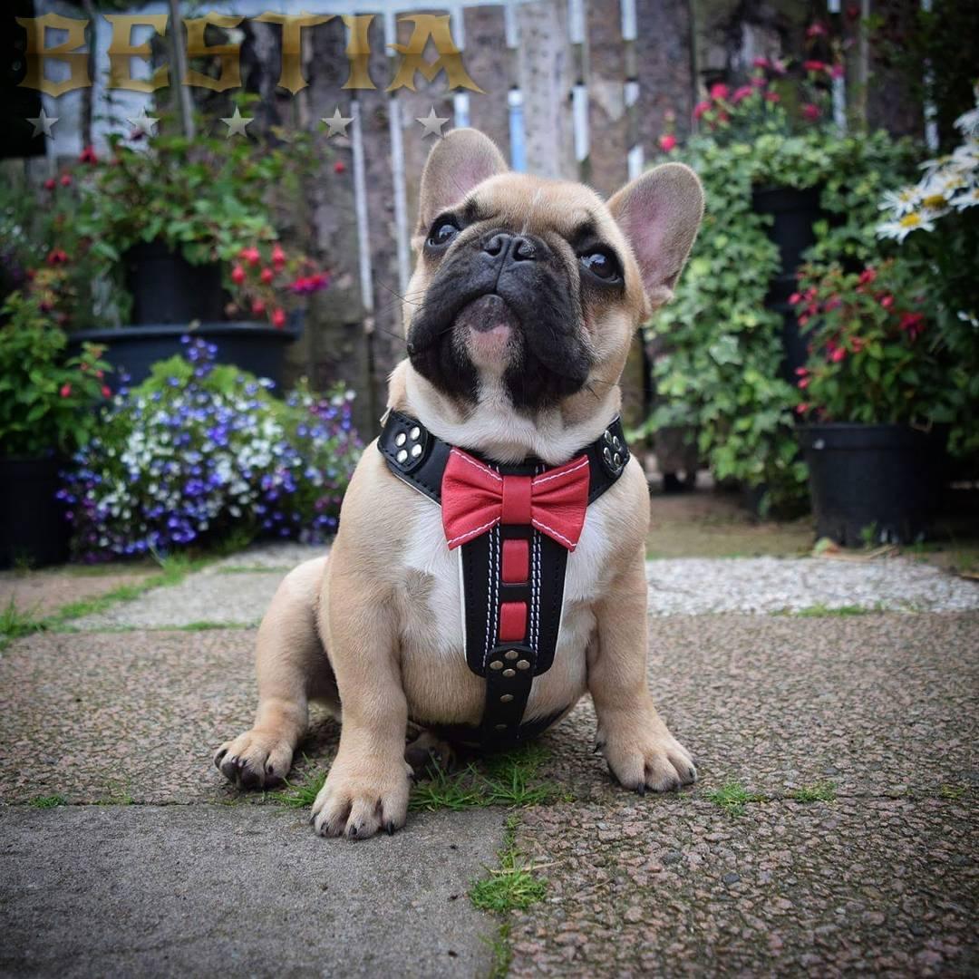 The "Bowtie" handmade leather harness black Small to Medium Size - Tampa Home & Garden Store