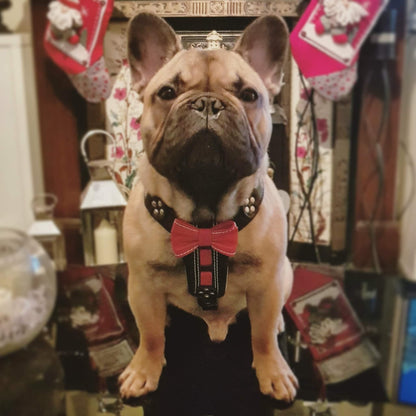 The "Bowtie" handmade leather harness black Small to Medium Size - Tampa Home & Garden Store
