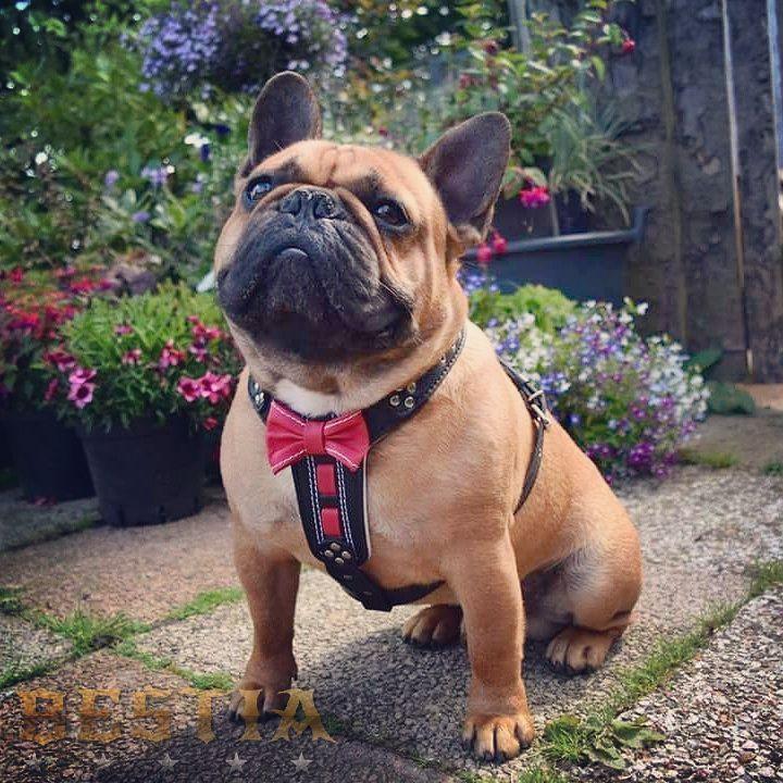 The "Bowtie" leather harness brown Small to Medium Size - Tampa Home & Garden Store