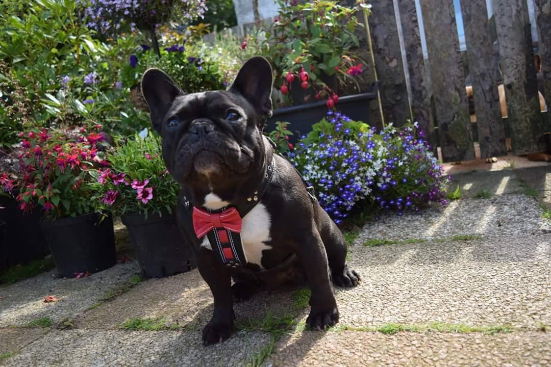 The "Bowtie" leather harness brown Small to Medium Size - Tampa Home & Garden Store