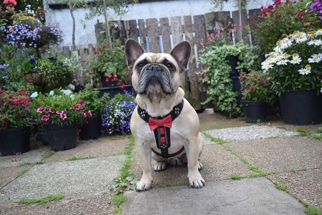 The "Bowtie" leather harness brown Small to Medium Size - Tampa Home & Garden Store