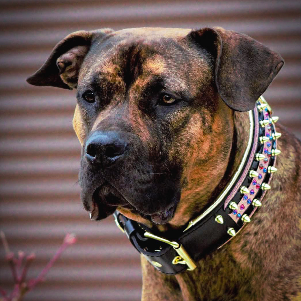 The Candy Dog Collar Black - Tampa Home & Garden Store