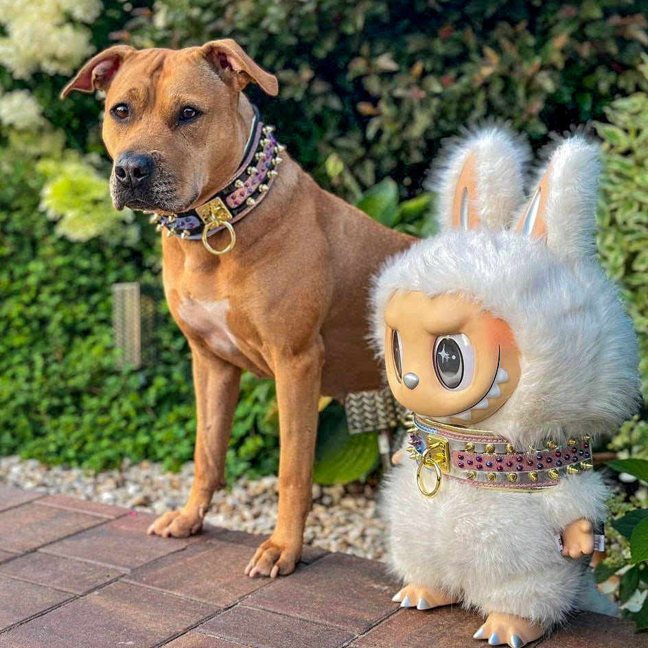 The Candy Dog Collar Black - Tampa Home & Garden Store