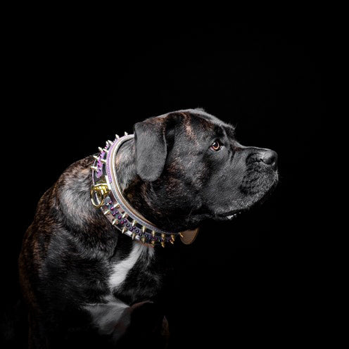 The Candy Dog Collar - Tampa Home & Garden Store