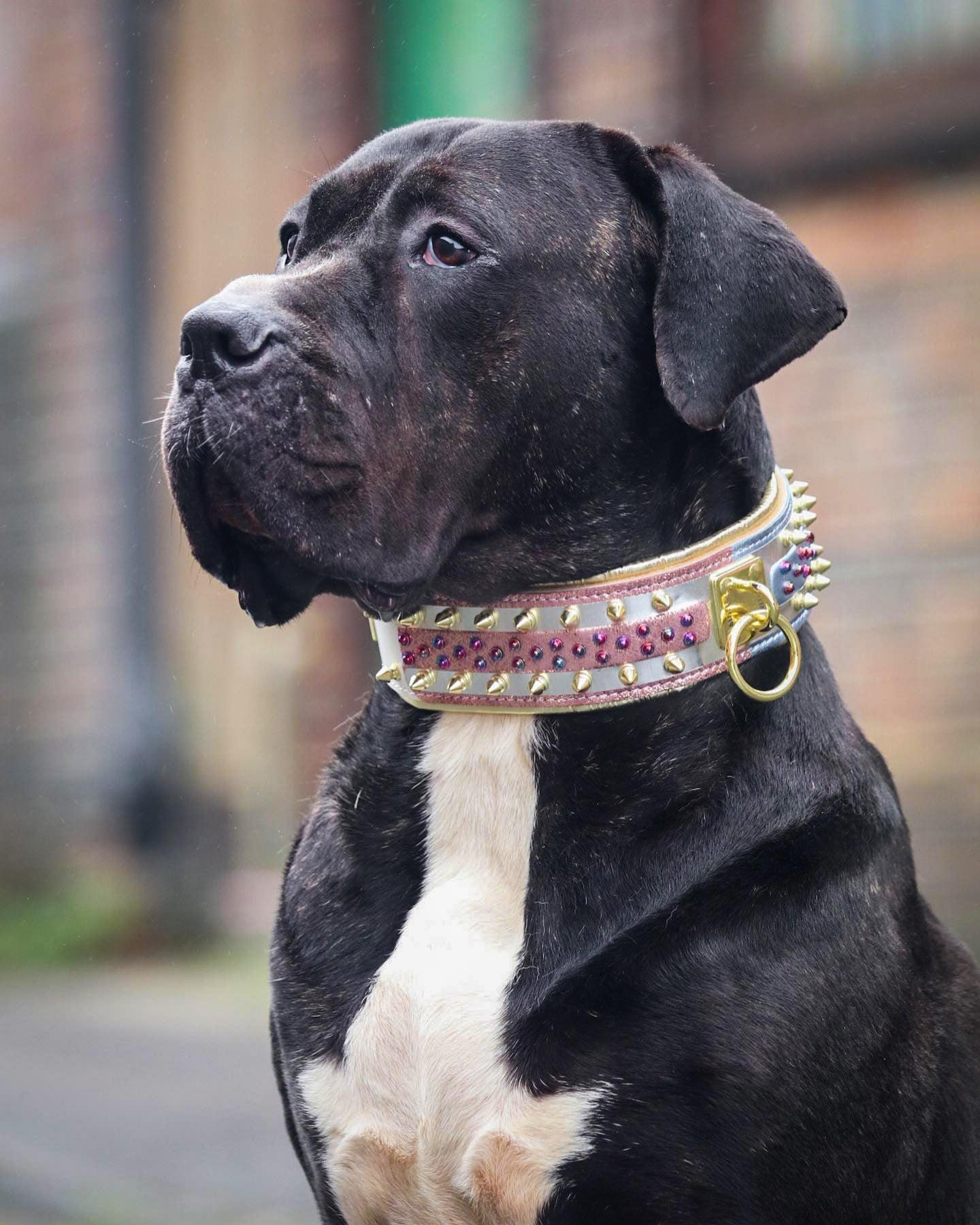 The Candy Dog Collar - Tampa Home & Garden Store