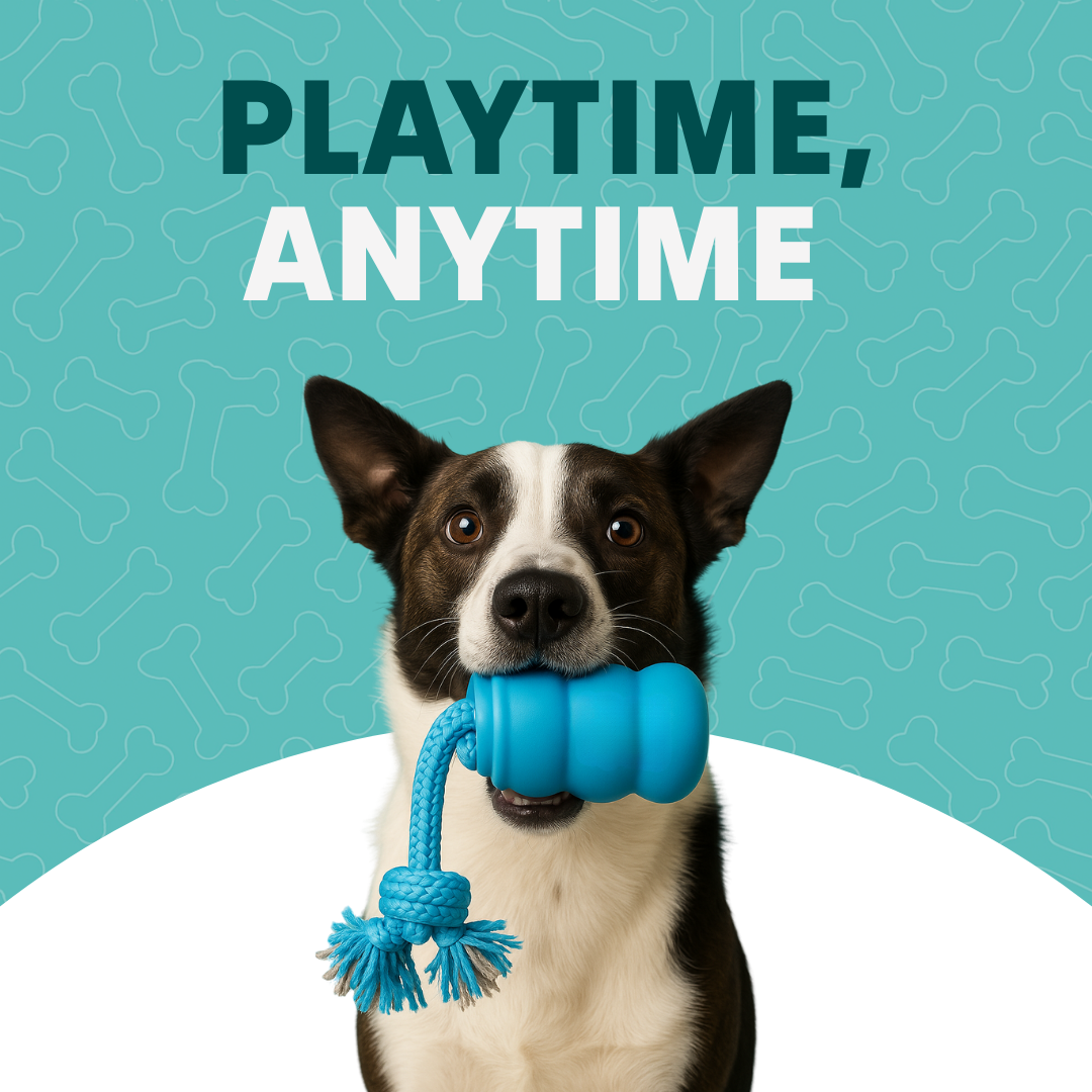 The Chase Buddy Dog Boredom Stimulating Toy - Tampa Home & Garden Store