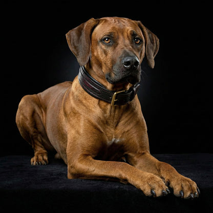 The ''Cobra'' collar - Tampa Home & Garden Store