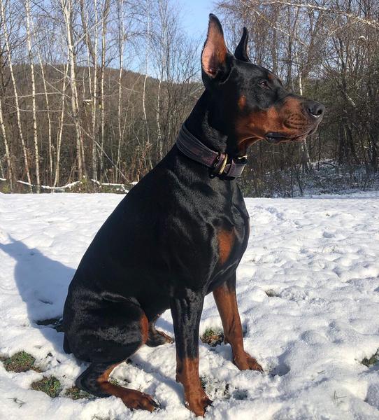 The ''Cobra'' collar - Tampa Home & Garden Store