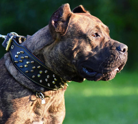 The "Crown" collar Black - Tampa Home & Garden Store
