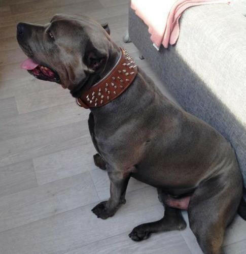 The "Crown" collar - Tampa Home & Garden Store
