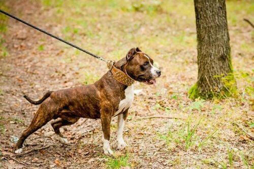 The "Crown" collar - Tampa Home & Garden Store