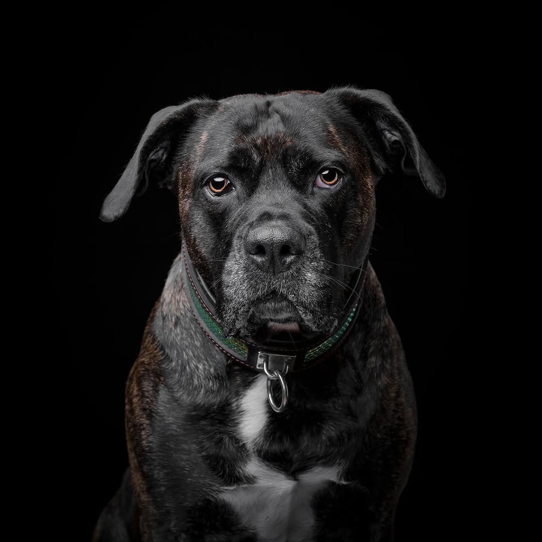 The ''D`Albertis'' collar - Tampa Home & Garden Store