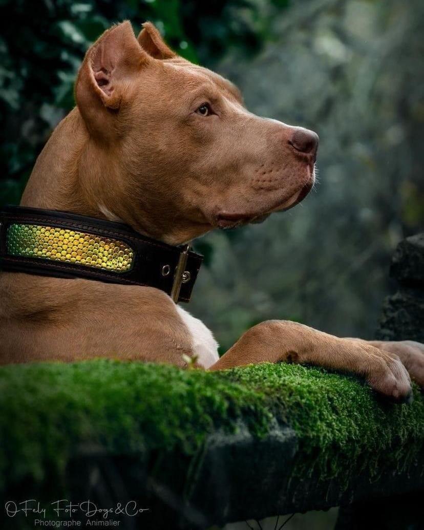 The ''D`Albertis'' collar - Tampa Home & Garden Store