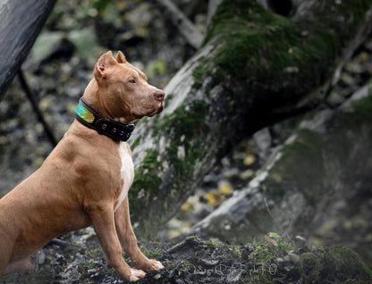 The ''D`Albertis'' collar - Tampa Home & Garden Store