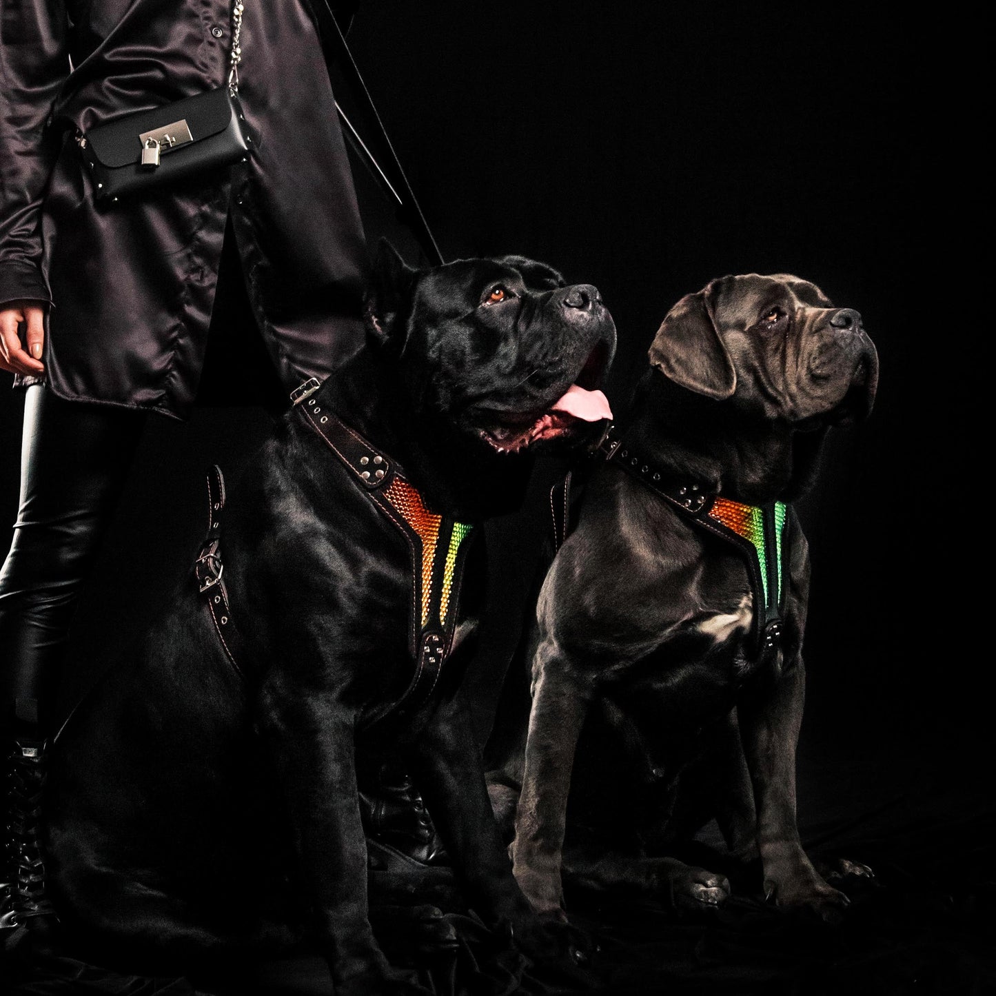 The ''D`Albertis'' harness LIMITED - Tampa Home & Garden Store