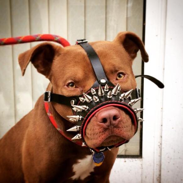 The "Danger" muzzle - Tampa Home & Garden Store