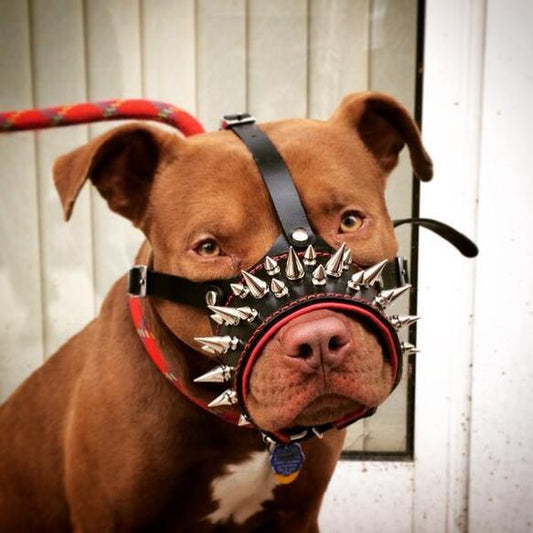 The "Danger" muzzle - Tampa Home & Garden Store