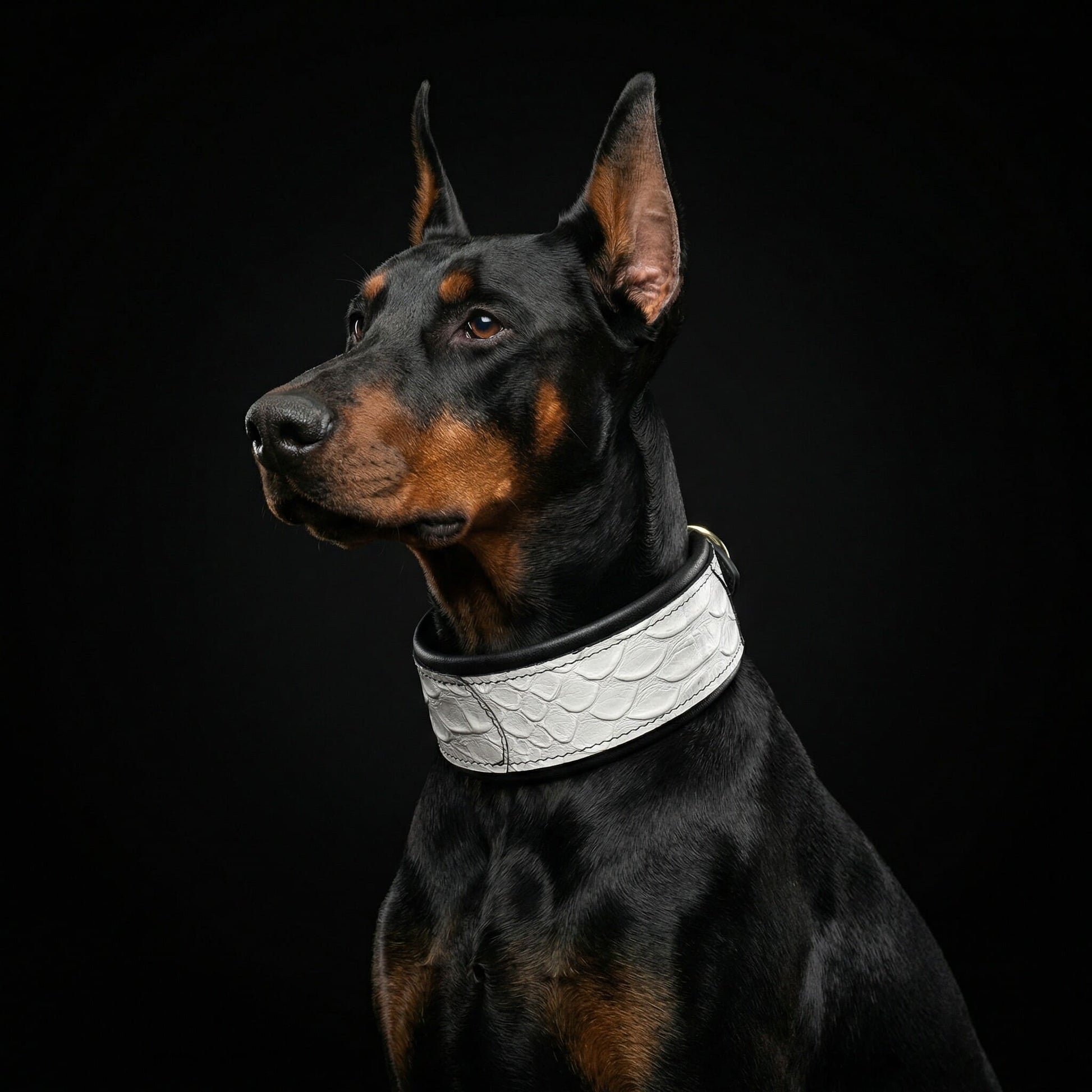 The ''Dragon Scale'' LIMITED collar exclusive design - Tampa Home & Garden Store