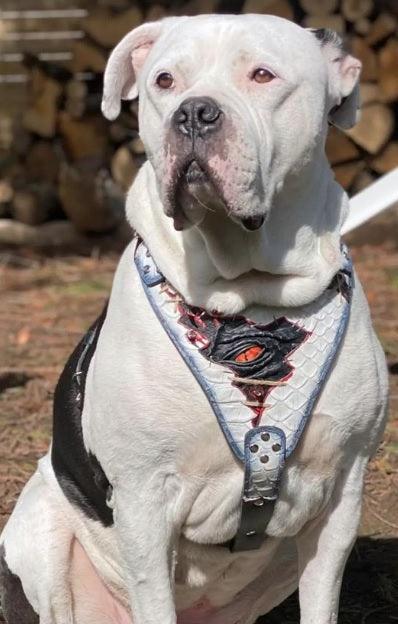 The “Dragon's Eye” Harness LIMITED! - Tampa Home & Garden Store