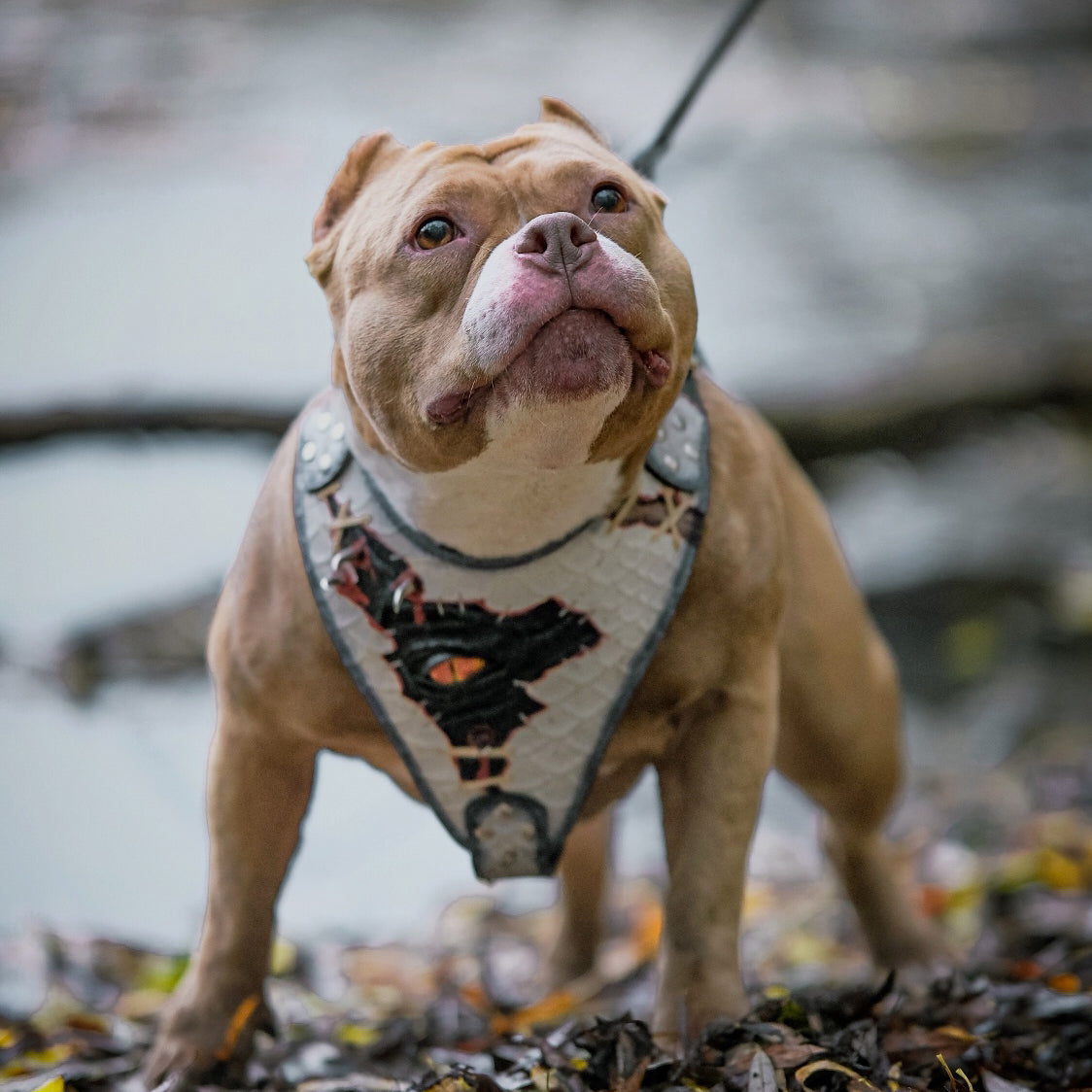 The “Dragon's Eye” Harness LIMITED! - Tampa Home & Garden Store