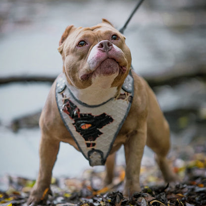 The “Dragon's Eye” Harness LIMITED! - Tampa Home & Garden Store